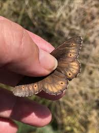 Attēlu rezultāti vaicājumam “Oeneis jutta”