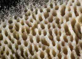 Attēlu rezultāti vaicājumam “Ceriporia viridans”