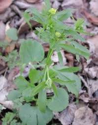 Attēlu rezultāti vaicājumam “Ranunculus sceleratus flower”