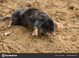 Attēlu rezultāti vaicājumam “Talpa europaea”