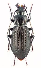 Attēlu rezultāti vaicājumam “Carabus granulatus”