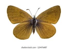 Attēlu rezultāti vaicājumam “Satyrium ilicis underside”