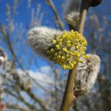 Attēlu rezultāti vaicājumam “Salix caprea male flower”