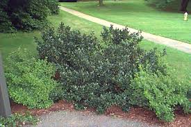 Attēlu rezultāti vaicājumam “Ilex x meserveae”