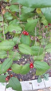 Attēlu rezultāti vaicājumam “Lonicera ferdinandii”