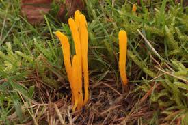 Attēlu rezultāti vaicājumam “Clavulinopsis helvola”