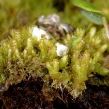 Attēlu rezultāti vaicājumam “Leiocolea heterocolpos”