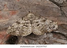 Attēlu rezultāti vaicājumam “Eulithis prunata”