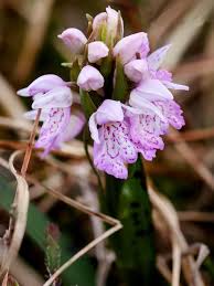 Attēlu rezultāti vaicājumam “Dactylorhiza maculata flower”