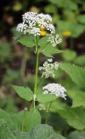 Attēlu rezultāti vaicājumam “Aegopodium podagraria flower”