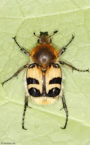 Attēlu rezultāti vaicājumam “Trichius fasciatus imago”