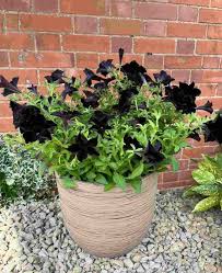 Image result for Petunia hybrida