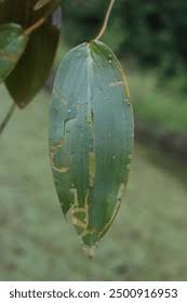 Attēlu rezultāti vaicājumam “Potamogetonaceae”