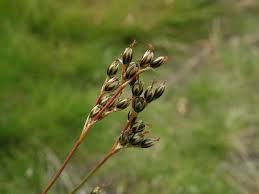 Attēlu rezultāti vaicājumam “Juncus squarrosus”