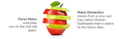 Attēlu rezultāti vaicājumam “Malus domestica fruit”