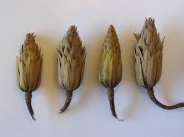 Attēlu rezultāti vaicājumam “Liriodendron tulipifera fruit”