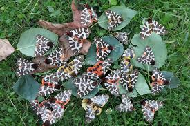 Attēlu rezultāti vaicājumam “Arctia caja imago”