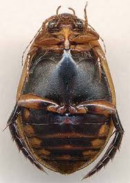 Attēlu rezultāti vaicājumam “Acilius sulcatus male”