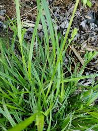 Attēlu rezultāti vaicājumam “Carex sylvatica fruit”