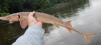 Image result for Scaphirhynchus platorynchus