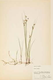 Attēlu rezultāti vaicājumam “Juncaceae”