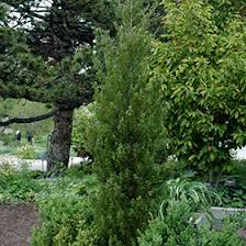 Attēlu rezultāti vaicājumam “Juniperus chinensis”