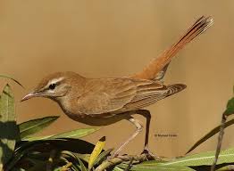 Image result for Cercotrichas galactotes