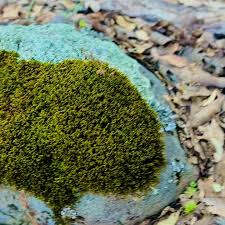 Attēlu rezultāti vaicājumam “Bryum funkii”