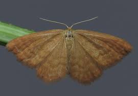 Attēlu rezultāti vaicājumam “Idaea serpentata”