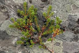 Attēlu rezultāti vaicājumam “Empetrum nigrum fruit”