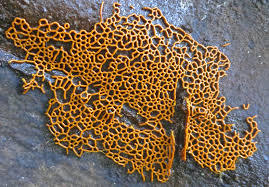 Attēlu rezultāti vaicājumam “Hemitrichia serpula macro”