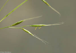Attēlu rezultāti vaicājumam “Festuca gigantea”