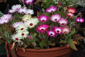 Image result for Mesembryanthemum criniflorum