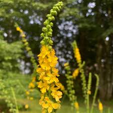 Image result for Agrimonia eupatoria
