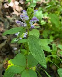 Attēlu rezultāti vaicājumam “Prunella vulgaris flower”
