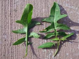 Attēlu rezultāti vaicājumam “Sisymbrium volgense leaf”