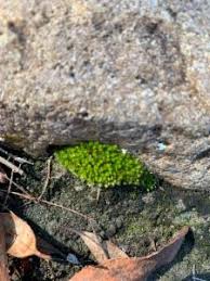 Attēlu rezultāti vaicājumam “Ulota crispa sporophyte”