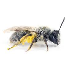 Attēlu rezultāti vaicājumam “Andrena”