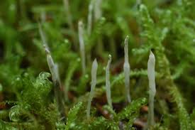 Attēlu rezultāti vaicājumam “Eocronartium muscicola”