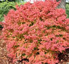 Attēlu rezultāti vaicājumam “Berberis thunbergii”