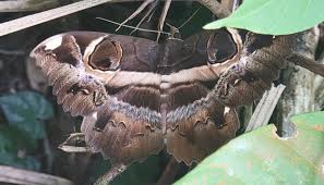 Attēlu rezultāti vaicājumam “Catoptria margaritella”