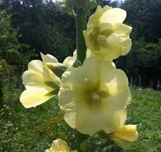 Image result for Alcea rugosa