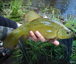 Image result for Tinca tinca