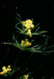 Attēlu rezultāti vaicājumam “Nitella flexilis”