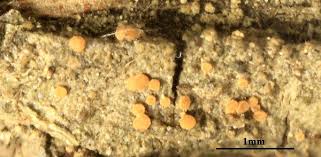 Attēlu rezultāti vaicājumam “Fellhanera subtilis”