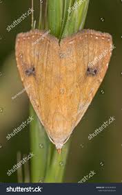 Attēlu rezultāti vaicājumam “Rivula sericealis”