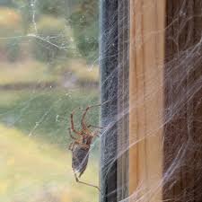 Attēlu rezultāti vaicājumam “Agelenidae”