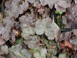 Image result for Heuchera `Palace Purple`