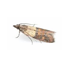 Attēlu rezultāti vaicājumam “Plodia interpunctella”