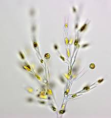 Attēlu rezultāti vaicājumam “Seligeria donniana sporophyte”